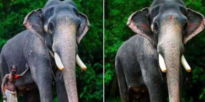 ‘ചെർപ്പുളശ്ശേരി അയ്യപ്പൻ’ ചരിഞ്ഞു ‘ചെർപ്പുളശ്ശേരി അയ്യപ്പൻ’ ചരിഞ്ഞു