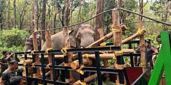 നാട് വിറപ്പിച്ച ധോണി കൂടുജീവിതത്തോട് ഇണങ്ങി നാട് വിറപ്പിച്ച ധോണി കൂടുജീവിതത്തോട് ഇണങ്ങി