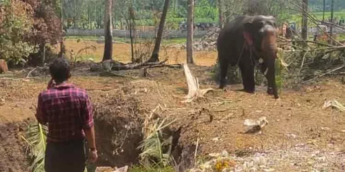പെരുമ്പാവൂർ എടവൂർ ശങ്കരനാരായണ ക്ഷേത്രത്തിൽ ആനയിടഞ്ഞു പെരുമ്പാവൂർ എടവൂർ ശങ്കരനാരായണ ക്ഷേത്രത്തിൽ ആനയിടഞ്ഞു