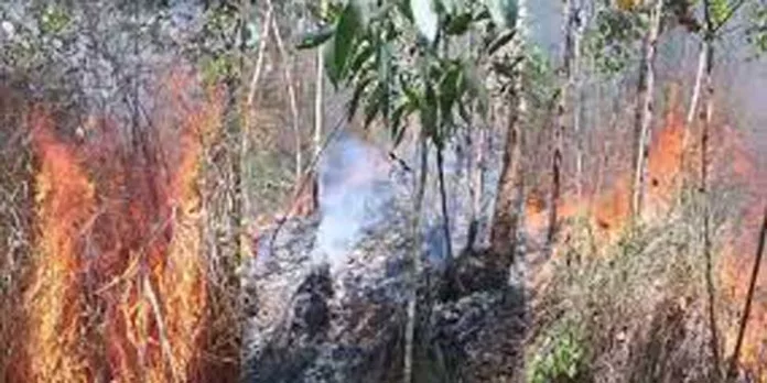 തിരുവനന്തപുരത്ത് പാലോട് ഇടിഞ്ഞാർ വനത്തിൽ കാട്ടുതീ തിരുവനന്തപുരത്ത് പാലോട് ഇടിഞ്ഞാർ വനത്തിൽ കാട്ടുതീ