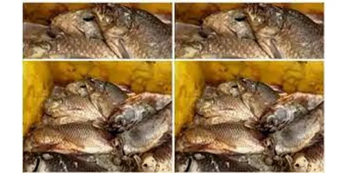 എറണാകുളം മരടിൽ നിന്ന് പിടികൂടിയ പുഴുവരിച്ച മീൻ വളമാക്കാൻ കൊണ്ടുവന്നതെന്ന് കണ്ടെയ്നർ ഉടമ എറണാകുളം മരടിൽ നിന്ന് പിടികൂടിയ പുഴുവരിച്ച മീൻ വളമാക്കാൻ കൊണ്ടുവന്നതെന്ന് കണ്ടെയ്നർ ഉടമ