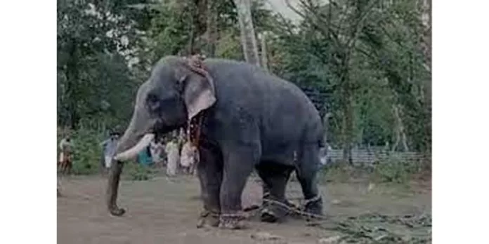 കൊടുങ്ങല്ലൂരിൽ ക്ഷേത്രോത്സവത്തിനിടെ ആനയിടഞ്ഞു കൊടുങ്ങല്ലൂരിൽ ക്ഷേത്രോത്സവത്തിനിടെ ആനയിടഞ്ഞു
