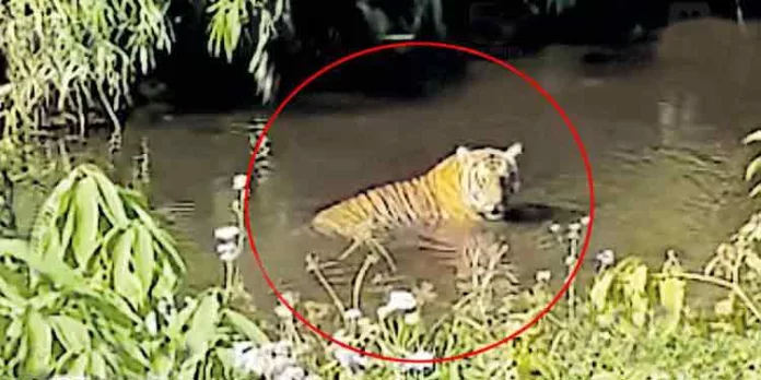 പാലപ്പള്ളിയിലെ ജനത്തെ ഭീതിയിലാഴ്ത്തി വീണ്ടും പുലിയിറങ്ങി; തൊഴുത്തിൽ കയറി പശുക്കുട്ടിയെ കൊന്നു പാലപ്പള്ളിയിലെ ജനത്തെ ഭീതിയിലാഴ്ത്തി വീണ്ടും പുലിയിറങ്ങി; തൊഴുത്തിൽ കയറി പശുക്കുട്ടിയെ കൊന്നു