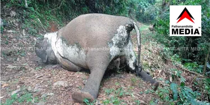 തണ്ണിത്തോട്ടില് കല്ലാറിന്റെ കരയിൽ കാട്ടാനയുടെ ജഡം കണ്ടെത്തി തണ്ണിത്തോട്ടില് കല്ലാറിന്റെ കരയിൽ കാട്ടാനയുടെ ജഡം കണ്ടെത്തി