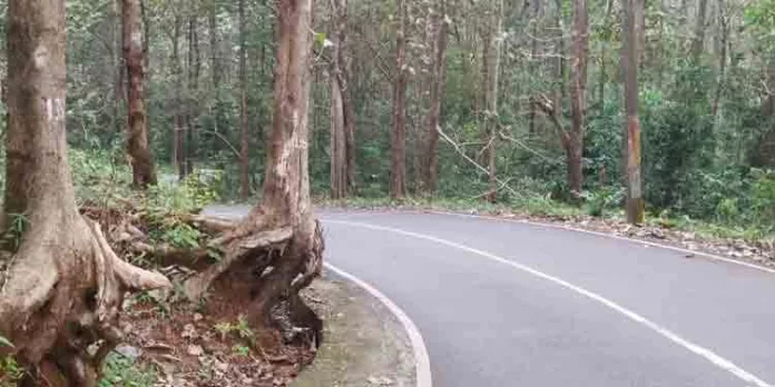 കോന്നി തണ്ണിത്തോട് റോഡിലെ പാഴ്മരങ്ങൾ അപകട ഭീഷണിയാകുന്നു കോന്നി തണ്ണിത്തോട് റോഡിലെ പാഴ്മരങ്ങൾ അപകട ഭീഷണിയാകുന്നു