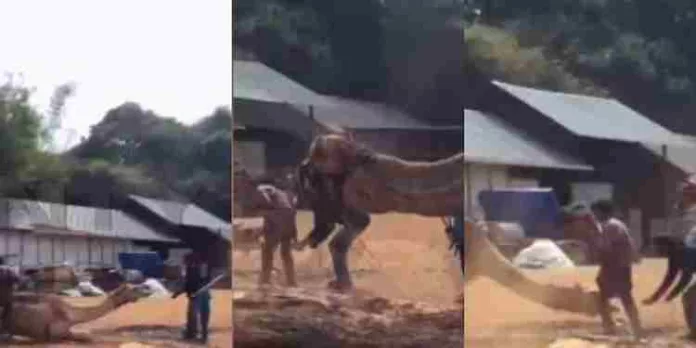 പാലക്കാട്ട് ഒട്ടകത്തിന് ക്രൂരമർദനം ; ആറുപേർ അറസ്റ്റിൽ പാലക്കാട്ട് ഒട്ടകത്തിന് ക്രൂരമർദനം ; ആറുപേർ അറസ്റ്റിൽ