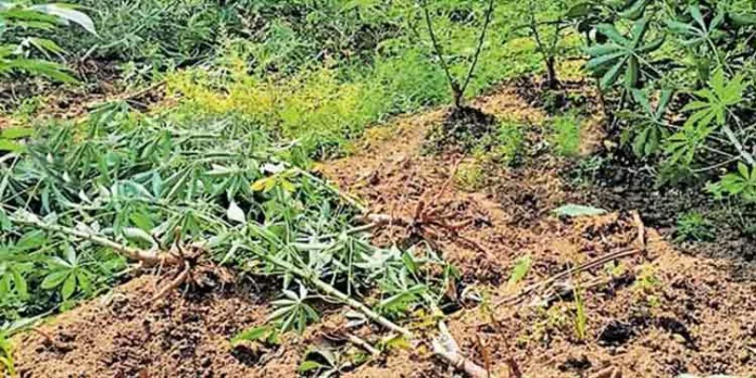 കാട്ടുപന്നിയുടെ കടന്ന് കയറ്റത്തെത്തുടർന്ന് വൻകൃഷിനാശം കാട്ടുപന്നിയുടെ കടന്ന് കയറ്റത്തെത്തുടർന്ന് വൻകൃഷിനാശം