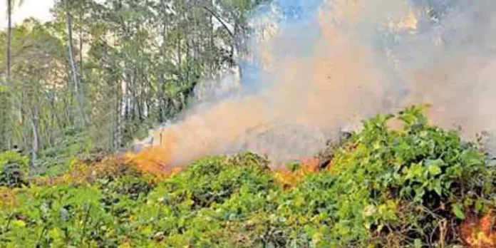 പാലക്കാട് കഞ്ചാവ് ചെടികൾക്ക് തീയിട്ടു; നശിപ്പിച്ചത് 452 ചെടികൾ പാലക്കാട് കഞ്ചാവ് ചെടികൾക്ക് തീയിട്ടു; നശിപ്പിച്ചത് 452 ചെടികൾ