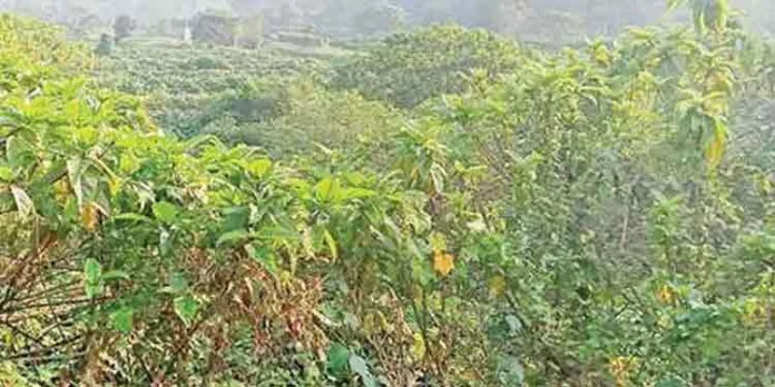 പോളച്ചിറ മത്സ്യവിത്തുത്പാദന കേന്ദ്രത്തിന്റെ മുപ്പതോളം മൺകുളങ്ങള് കാടുപിടിച്ചു പോളച്ചിറ മത്സ്യവിത്തുത്പാദന കേന്ദ്രത്തിന്റെ മുപ്പതോളം മൺകുളങ്ങള് കാടുപിടിച്ചു