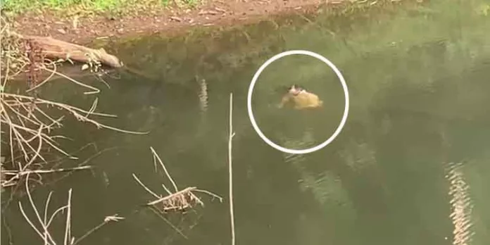 പത്തനംതിട്ട – വലഞ്ചുഴി ഇല്ലത്തുപാറ കടവിൽ അഞ്ജാതന്റെ മൃതദേഹം പത്തനംതിട്ട – വലഞ്ചുഴി ഇല്ലത്തുപാറ കടവിൽ അഞ്ജാതന്റെ മൃതദേഹം