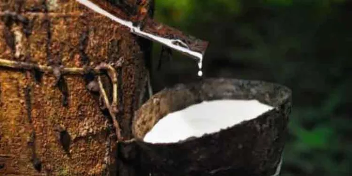 റബ്ബർ ഇറക്കുമതിയുമായി ബന്ധപ്പെട്ട കേന്ദ്ര ബഡ്ജറ്റ് പ്രഖ്യാപനങ്ങളിൽ സംയുക്ത യോഗം വിളിക്കാൻ ധാരണയായി റബ്ബർ ഇറക്കുമതിയുമായി ബന്ധപ്പെട്ട കേന്ദ്ര ബഡ്ജറ്റ് പ്രഖ്യാപനങ്ങളിൽ സംയുക്ത യോഗം വിളിക്കാൻ ധാരണയായി