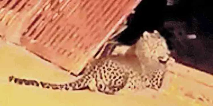 പമ്പയില് അലഞ്ഞ് തിരിഞ്ഞ് നടന്ന 6 നായ്ക്കളെ പുലി പിടിച്ചു പമ്പയില് അലഞ്ഞ് തിരിഞ്ഞ് നടന്ന 6 നായ്ക്കളെ പുലി പിടിച്ചു