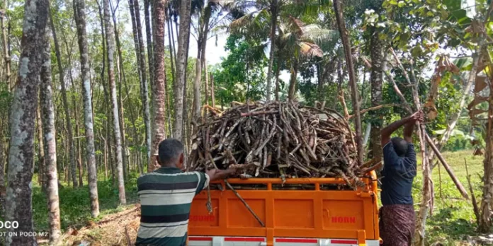അൻപത്തിയഞ്ച് വർഷത്തിന് ശേഷം പെരുമ്പെട്ടി മേഖലയിൽ കരിമ്പുകൃഷി വിളവെടുപ്പ് വീണ്ടും ആരംഭിച്ചു അൻപത്തിയഞ്ച് വർഷത്തിന് ശേഷം പെരുമ്പെട്ടി മേഖലയിൽ കരിമ്പുകൃഷി വിളവെടുപ്പ് വീണ്ടും ആരംഭിച്ചു