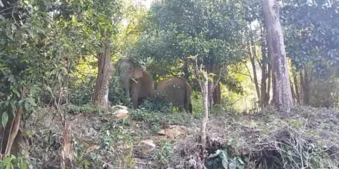 പൊന്മുടിയില് കാട്ടാനകള് ഇറങ്ങിയതായി റിപ്പോര്ട്ട് പൊന്മുടിയില് കാട്ടാനകള് ഇറങ്ങിയതായി റിപ്പോര്ട്ട്