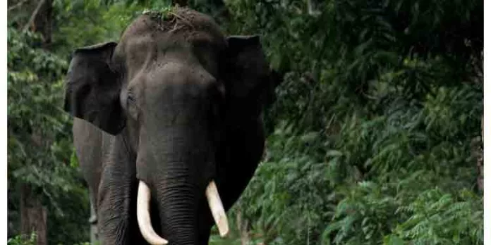 വീണ്ടും കാട്ടാനയുടെ ആക്രമണം ; ചിന്നക്കനാലില് 4 വീടുകള് തകര്ത്തു വീണ്ടും കാട്ടാനയുടെ ആക്രമണം ; ചിന്നക്കനാലില് 4 വീടുകള് തകര്ത്തു