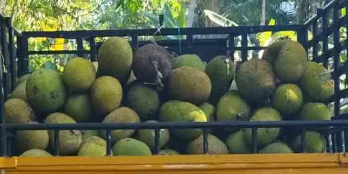 നാട്ടിൽ താരമായി “ചക്ക” നാട്ടിൽ താരമായി “ചക്ക”