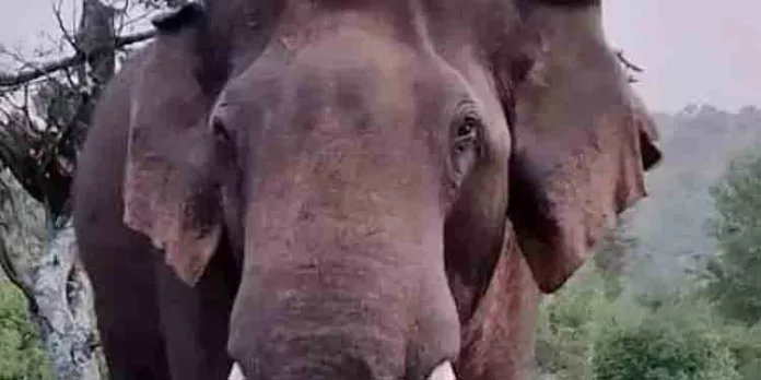ജനവാസ കേന്ദ്രങ്ങളിൽ നാശം വിതയ്ക്കുന്ന കാട്ടുകൊമ്പൻ അരിക്കൊമ്പനെ പിടികൂടാനുള്ള നടപടികൾ വേഗത്തിലാക്കി വനം വകുപ്പ് ജനവാസ കേന്ദ്രങ്ങളിൽ നാശം വിതയ്ക്കുന്ന കാട്ടുകൊമ്പൻ അരിക്കൊമ്പനെ പിടികൂടാനുള്ള നടപടികൾ വേഗത്തിലാക്കി വനം വകുപ്പ്
