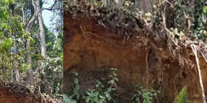 തേക്ക് മരം അപകട ഭീഷണി ഉയർത്തുന്നു തേക്ക് മരം അപകട ഭീഷണി ഉയർത്തുന്നു