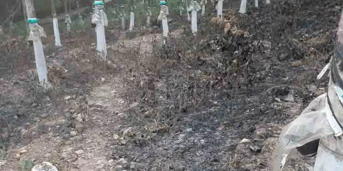 ഹാരിസൺ പ്ലാന്റേഷൻ തോട്ടത്തിൽ സാമൂഹ്യ വിരുദ്ധർ തീ ഇടുന്നതായി ആക്ഷേപം ഹാരിസൺ പ്ലാന്റേഷൻ തോട്ടത്തിൽ സാമൂഹ്യ വിരുദ്ധർ തീ ഇടുന്നതായി ആക്ഷേപം
