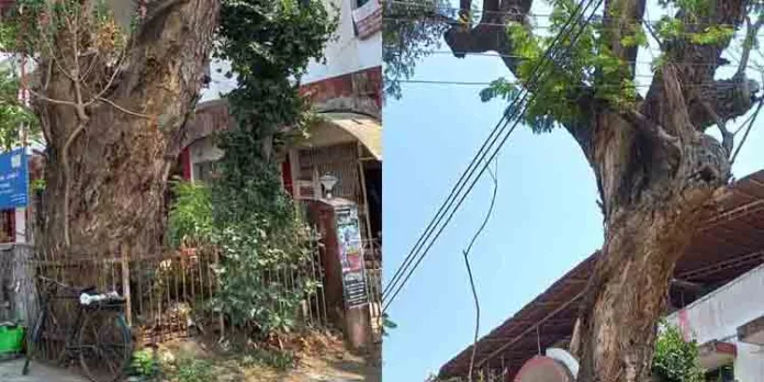 അപകടഭീഷണിയുമായി ഒലവക്കോട് പോസ്റ്റോഫീസിനു മുന്നിലെ ഉണക്കമരം ; മുറിച്ചു മാറ്റണമെന്ന ആവശ്യവുമായി നാട്ടുകാര് അപകടഭീഷണിയുമായി ഒലവക്കോട് പോസ്റ്റോഫീസിനു മുന്നിലെ ഉണക്കമരം ; മുറിച്ചു മാറ്റണമെന്ന ആവശ്യവുമായി നാട്ടുകാര്