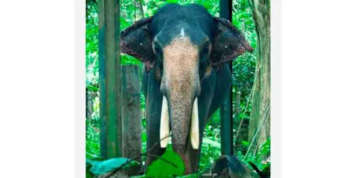 ദേവസ്വത്തിലെ കൊമ്പൻ ജൂനിയർ മാധവൻ കുട്ടി ചെരിഞ്ഞു ദേവസ്വത്തിലെ കൊമ്പൻ ജൂനിയർ മാധവൻ കുട്ടി ചെരിഞ്ഞു