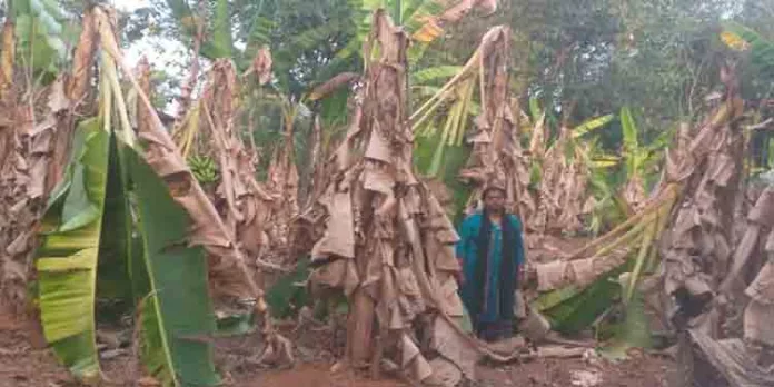 വരൾച്ച ബാധിച്ച് നേന്ത്രവാഴകൃഷി നശിച്ചു വരൾച്ച ബാധിച്ച് നേന്ത്രവാഴകൃഷി നശിച്ചു