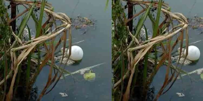 പെരിയാറിലേക്ക് വൻ തോതിൽ കോഴി അറവ് മാലിന്യം ഒഴുക്കി;കമ്പനി പൂട്ടിച്ചു പെരിയാറിലേക്ക് വൻ തോതിൽ കോഴി അറവ് മാലിന്യം ഒഴുക്കി;കമ്പനി പൂട്ടിച്ചു