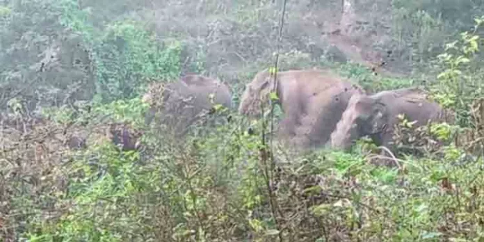 പാലപ്പിള്ളിയില് വീണ്ടും കാട്ടാനക്കൂട്ടമിറങ്ങി പാലപ്പിള്ളിയില് വീണ്ടും കാട്ടാനക്കൂട്ടമിറങ്ങി