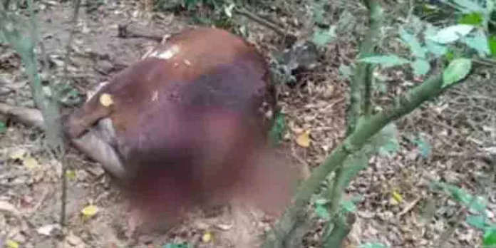വളര്ത്തു പശുവിനെ കടുവ ആക്രമിച്ചു കൊന്നു വളര്ത്തു പശുവിനെ കടുവ ആക്രമിച്ചു കൊന്നു