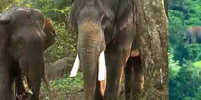 അരിക്കൊമ്പന് പെരിയകനാല് എസ്റ്റേറ്റില് അരിക്കൊമ്പന് പെരിയകനാല് എസ്റ്റേറ്റില്