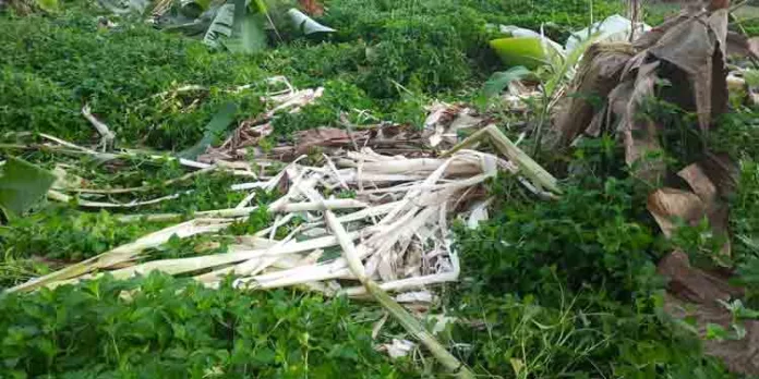 വടശ്ശേരിക്കര പേഴുംപാറയിലും അരിക്കക്കാവിലും വന്യമൃഗ ശല്യം ഏറിവരുന്നതായി പരാതി വടശ്ശേരിക്കര പേഴുംപാറയിലും അരിക്കക്കാവിലും വന്യമൃഗ ശല്യം ഏറിവരുന്നതായി പരാതി