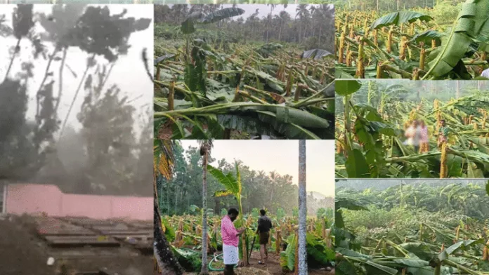 ശക്തമായ കാറ്റിലും മഴയിലും തൃശൂരിലും കൊച്ചിയിലും വ്യാപക നാശനഷ്ടം ; വീശിയടിച്ച ചുഴലിയിൽ ആയിരത്തിലധികം വാഴ കൃശി നശിച്ചു , കർഷകർ ആശങ്കയിൽ ശക്തമായ കാറ്റിലും മഴയിലും തൃശൂരിലും കൊച്ചിയിലും വ്യാപക നാശനഷ്ടം ; വീശിയടിച്ച ചുഴലിയിൽ ആയിരത്തിലധികം വാഴ കൃശി നശിച്ചു , കർഷകർ ആശങ്കയിൽ