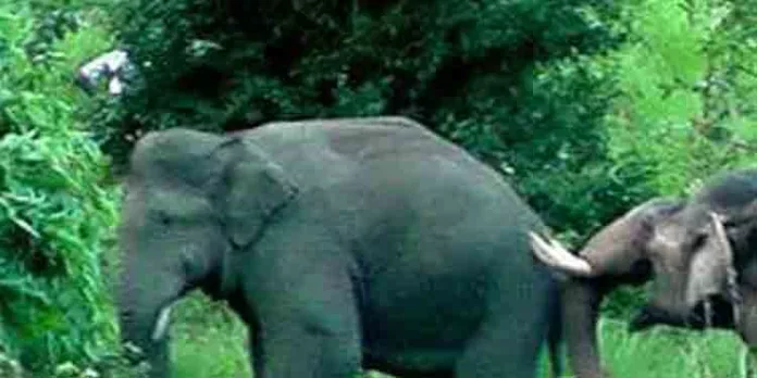 അരിക്കൊമ്പനെ മയക്കുവെടിവെച്ച് പിടികൂടുന്നതിനുള്ള ദൗത്യം നീട്ടിവെക്കാന് ഹൈക്കോടതി നിര്ദേശം അരിക്കൊമ്പനെ മയക്കുവെടിവെച്ച് പിടികൂടുന്നതിനുള്ള ദൗത്യം നീട്ടിവെക്കാന് ഹൈക്കോടതി നിര്ദേശം