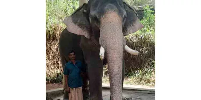 വിക്രത്തെ പിടികൂടിയ കോടനാട് നീലകണ്ഠൻ കോന്നിയിൽ വിക്രത്തെ പിടികൂടിയ കോടനാട് നീലകണ്ഠൻ കോന്നിയിൽ