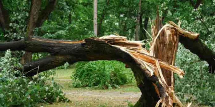 ചെങ്ങന്നൂര് കിഴക്കേനട സര്ക്കാര് യു.പി സ്കൂള് കെട്ടിടത്തിനു മുകളിലേക്ക് മരംവീണ് രണ്ട് വിദ്യാര്ഥികള്ക്ക് പരിക്ക് ചെങ്ങന്നൂര് കിഴക്കേനട സര്ക്കാര് യു.പി സ്കൂള് കെട്ടിടത്തിനു മുകളിലേക്ക് മരംവീണ് രണ്ട് വിദ്യാര്ഥികള്ക്ക് പരിക്ക്