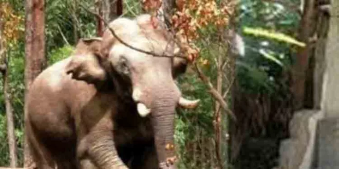 ‘ അരിക്കൊമ്പൻ കൊന്നത് ഏഴുപേരെ , അപകടകാരി ‘ ; ഹൈക്കോടതിയിൽ വനം വകുപ്പിന്റെ സത്യവാങ്മൂലം ‘ അരിക്കൊമ്പൻ കൊന്നത് ഏഴുപേരെ , അപകടകാരി ‘ ; ഹൈക്കോടതിയിൽ വനം വകുപ്പിന്റെ സത്യവാങ്മൂലം