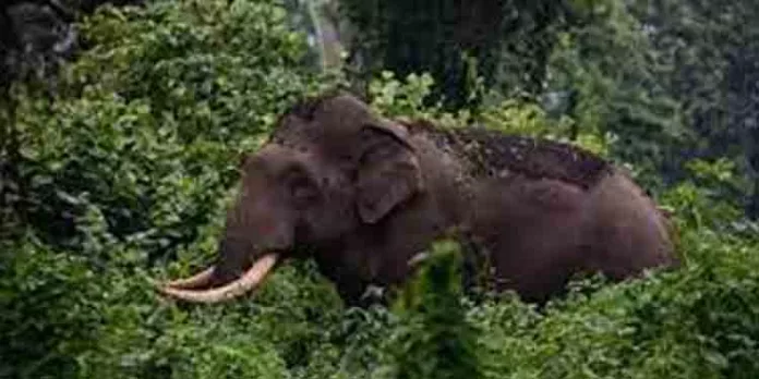 കൊമ്പന് റേഡിയോ കോളര് ഘടിപ്പിക്കാന് മാത്രം മയക്കുവെടിയാകാം ; ജനസുരക്ഷയ്ക്കായി കുങ്കിയാനകളും ഉദ്യോഗസ്ഥരും പ്രദേശത്ത് തന്നെ തുടരണം കൊമ്പന് റേഡിയോ കോളര് ഘടിപ്പിക്കാന് മാത്രം മയക്കുവെടിയാകാം ; ജനസുരക്ഷയ്ക്കായി കുങ്കിയാനകളും ഉദ്യോഗസ്ഥരും പ്രദേശത്ത് തന്നെ തുടരണം
