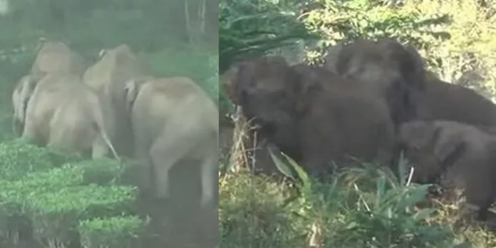 അരിക്കൊമ്പൻ വീണ്ടും ജനവാസ മേഖലയ്ക്ക് സമീപം അരിക്കൊമ്പൻ വീണ്ടും ജനവാസ മേഖലയ്ക്ക് സമീപം