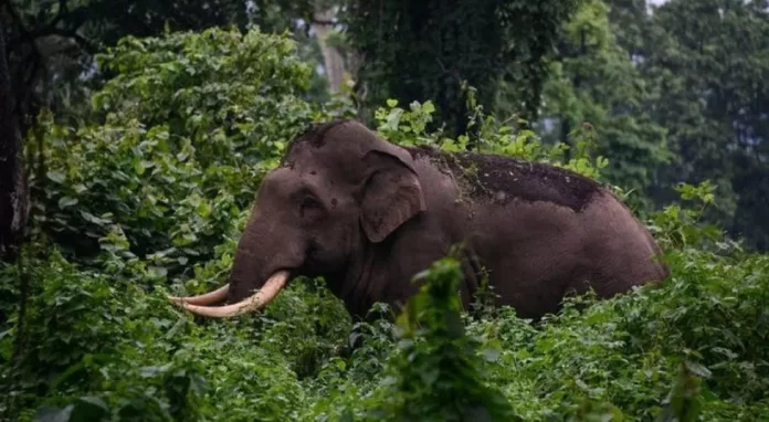 അരിക്കൊമ്പൻ ദൗത്യം ; ബോധവൽക്കരണം ഇന്ന് മുതൽ അരിക്കൊമ്പൻ ദൗത്യം ; ബോധവൽക്കരണം ഇന്ന് മുതൽ