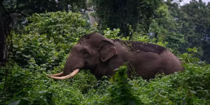 ചിന്നക്കനാലില് വീണ്ടും അരിക്കൊമ്പന്റെ ആക്രമണം ; വീട് തകര്ത്തു ചിന്നക്കനാലില് വീണ്ടും അരിക്കൊമ്പന്റെ ആക്രമണം ; വീട് തകര്ത്തു