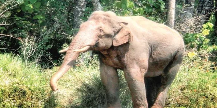 ഇടുക്കിയിലെ ‘അരിക്കൊമ്പൻ ദൗത്യ’ത്തിന്റെ തീയതി മാറ്റി ഇടുക്കിയിലെ ‘അരിക്കൊമ്പൻ ദൗത്യ’ത്തിന്റെ തീയതി മാറ്റി