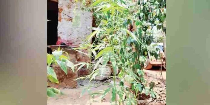 അടുക്കളത്തോട്ടത്തിൽ കഞ്ചാവുചെടികൾ വളർത്തി ; യുവാവിനെതിരെ കേസ് , പ്രതി രക്ഷപ്പെട്ടു അടുക്കളത്തോട്ടത്തിൽ കഞ്ചാവുചെടികൾ വളർത്തി ; യുവാവിനെതിരെ കേസ് , പ്രതി രക്ഷപ്പെട്ടു