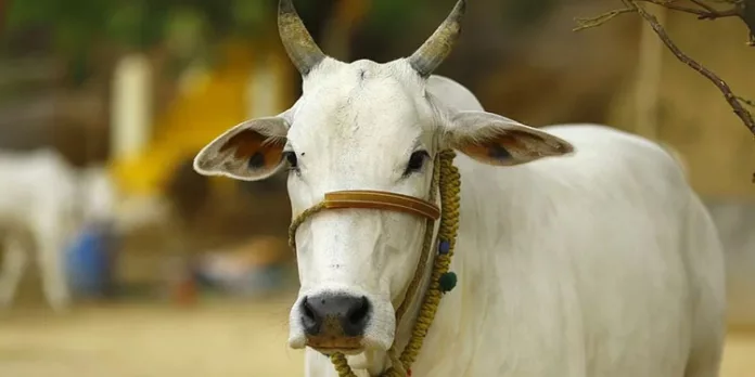 ഇടുക്കി മൂന്നാറില് വന്യജീവി ആക്രമണത്തില് പശു ചത്തു ഇടുക്കി മൂന്നാറില് വന്യജീവി ആക്രമണത്തില് പശു ചത്തു