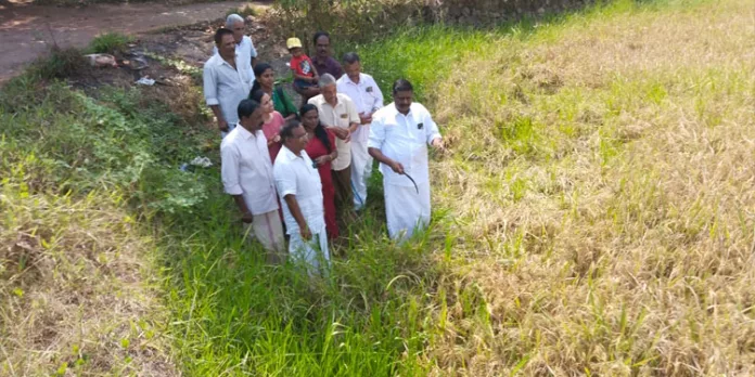 കൊയ്ത്തുത്സവം ആരംഭിച്ചു കൊയ്ത്തുത്സവം ആരംഭിച്ചു