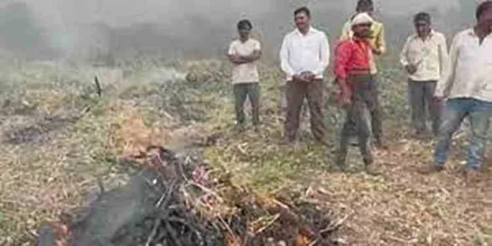 ഉള്ളിക്ക് വിലയിടിഞ്ഞു, ഒന്നരയേക്കർ പാടം കത്തിച്ച് കർഷകൻ ഉള്ളിക്ക് വിലയിടിഞ്ഞു, ഒന്നരയേക്കർ പാടം കത്തിച്ച് കർഷകൻ