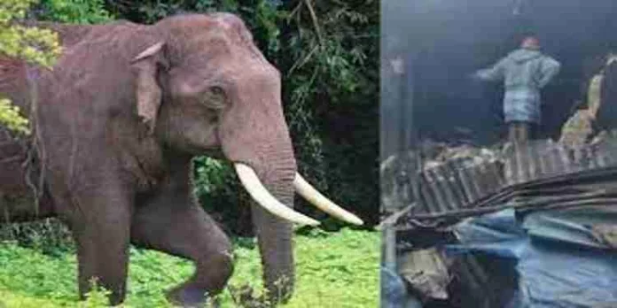 ഇടുക്കിയിൽ വീണ്ടും അരിക്കൊമ്പന്റെ ആക്രമണം ഇടുക്കിയിൽ വീണ്ടും അരിക്കൊമ്പന്റെ ആക്രമണം
