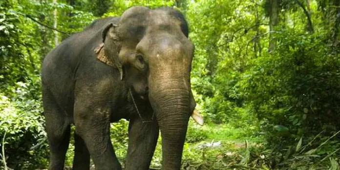 ആനകളുടെ സംരക്ഷണം ; നടപടികള് ആരംഭിച്ച് തമിഴ്നാട് ആനകളുടെ സംരക്ഷണം ; നടപടികള് ആരംഭിച്ച് തമിഴ്നാട്