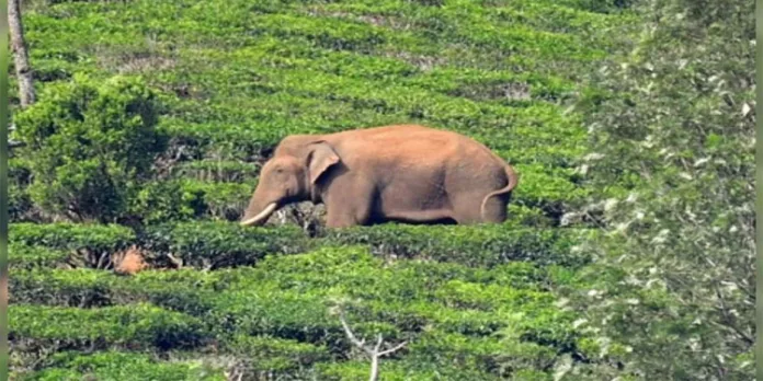 മിഷൻ അരിക്കൊമ്പൻ : നാളെ നടത്താനിരുന്ന മോക്ഡ്രിൽ മാറ്റി മിഷൻ അരിക്കൊമ്പൻ : നാളെ നടത്താനിരുന്ന മോക്ഡ്രിൽ മാറ്റി