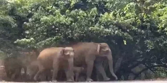 നെല്ലിയാമ്പതി ചുരം റോഡില് കാട്ടാനക്കൂട്ടം ഗതാഗതം തടസ്സപ്പെടുത്തി നെല്ലിയാമ്പതി ചുരം റോഡില് കാട്ടാനക്കൂട്ടം ഗതാഗതം തടസ്സപ്പെടുത്തി
