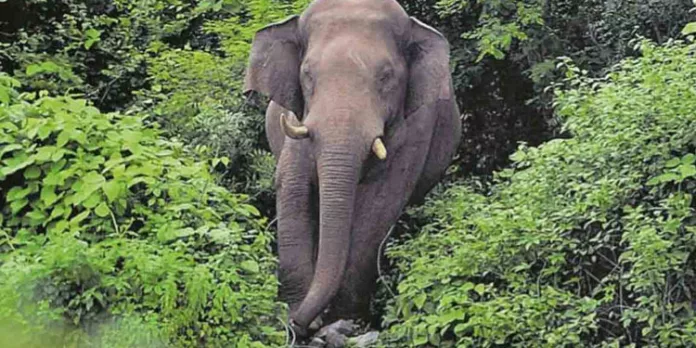 കൊല്ലം ആര്യങ്കാവ് അരണ്ടലിൽ എസ്റ്റേറ്റ് ജീവനക്കാരന് നേരെ കാട്ടാന ആക്രമണം കൊല്ലം ആര്യങ്കാവ് അരണ്ടലിൽ എസ്റ്റേറ്റ് ജീവനക്കാരന് നേരെ കാട്ടാന ആക്രമണം
